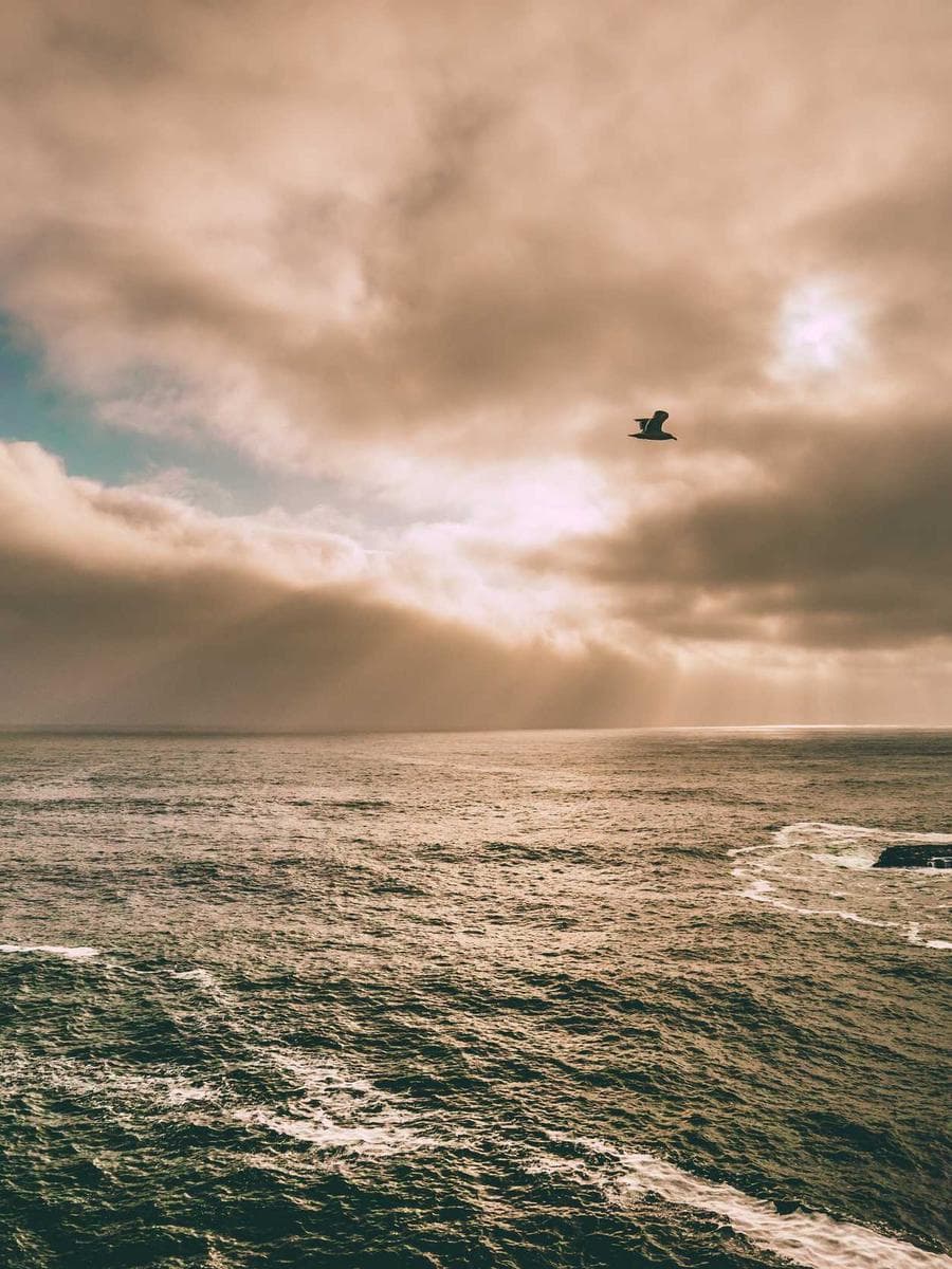 Food support activity